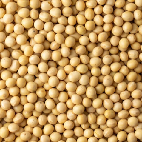 豆乳末